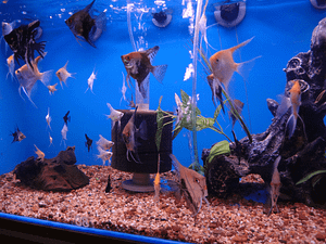 Angelfish Display Tank