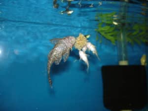 Freeze-Dried Black Worms on Aquarium Glass